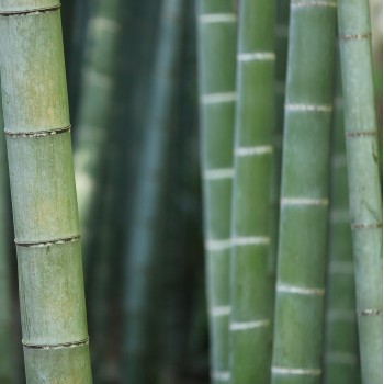 Poudre de Bambou - pot 50 grs