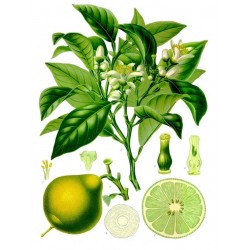 Poudre de Bergamotte - pot 50 grs